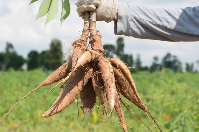 Harga Singkong Anjlok, Wamentan: Lebih Perhatikan Kualitas Menanam