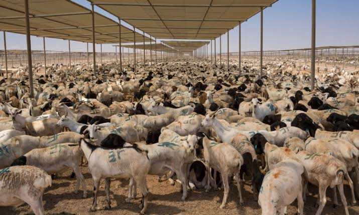 Kemenag Umumkan Cara Bayar Dam dan Qurban Hanya Lewat Dua Jalur Resmi